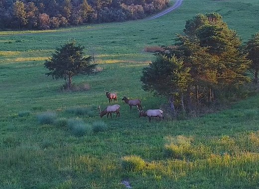Virginia Elk Cam returns for its eighth season