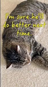 Cat School Lesson No. 12
