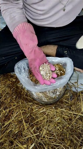 Oystermushroom cultivation process..#mushroom #oystermushrooms #farming #cultivation #agriculture