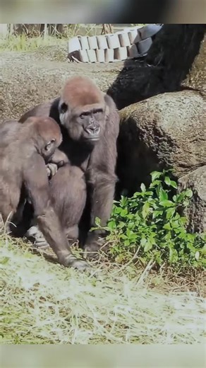 Heartwarming Moments of Children Hugging Their Mothers