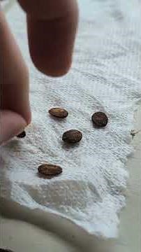 Cold Stratification Process for Perennial Plants' Seeds