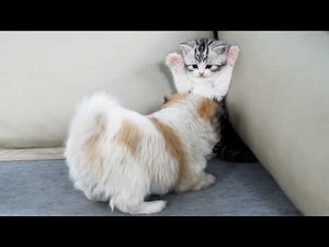 From Fearing To Loving: A Kitten Meets A Puppy