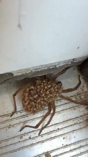 Millions of Baby spiders.