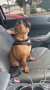 355K views · 3.6K reactions | Winnie the moment he sees the VET sign.. #foryouシ #bulldoglife #frenchbulldog #frenchnails #doggo #dog #frenchiepuppy #frenchie #frenchielife #french | Mary D. Delong | Facebook