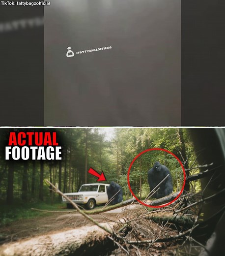 The Most Incredible Bigfoot Footage Ever Recorded! The sheer volume of recent Sasquatch "evidence"—as chronicled in this latest stream of digital effluvia—is not a sign of the creature's growing visibility, but a loud, neon sign flashing the glaring deficiencies of modern perception. What was once a rare, unsettling moment of deep wilderness encounter has been commodified into a predictable, low-resolution loop. The dominant narrative here is not about a massive, undiscovered primate, but about 