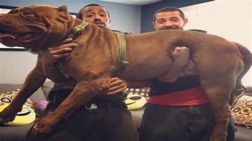 ¿el pitbull más grande del mundo?