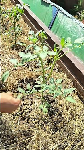 NPK = Tomato Explosion 🍅💥#tomato #backyardfarming