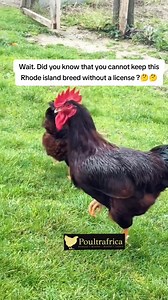 The bread is Red Rhode island 🔥🐤 #farmlife #kienyeji #kienyejichicken #poultry #broilers #layers | Poultry farming kienyeji chicken kari kuroiler layers broilers