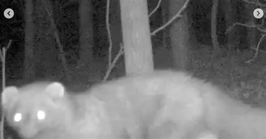 Loài vật tái xuất sau hơn 100 năm khiến giới khoa học sửng sốt