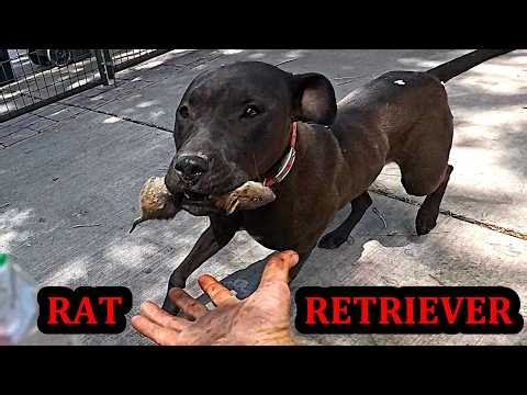 Rascally Rats Ravaged by Remarkably Ravenous Mink and Dogs