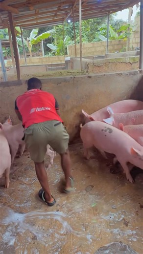 12K views · 166 reactions | Bath time  | Jax Farm | Facebook