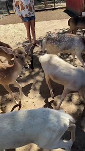 14K views · 925 reactions | A video of the deer from the petting zoo | The Tickles | Facebook