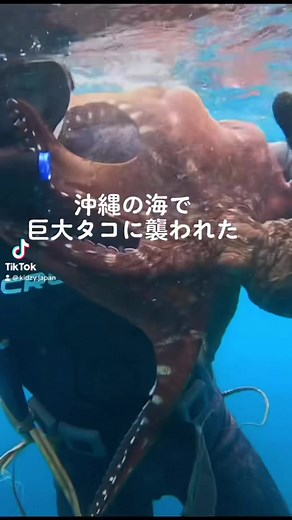 海での恐怖体験：沖縄の巨大タコ