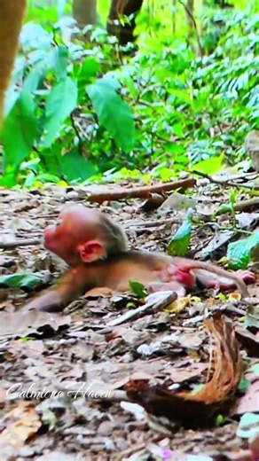 Beautiful Mom & baby Beautiful Animals Relaxing & Stress Relief