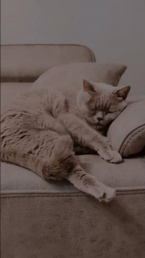 The Most Relaxing Purring Cat You'll Hear Today 😻🐾