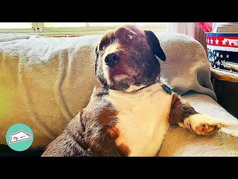 Abandoned Dog Becomes The Goofy Pup He Was Meant To Be | Cuddle Friends