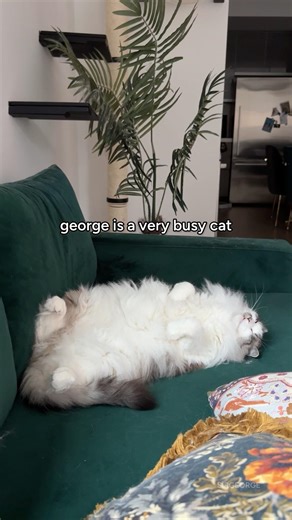George is very busy having big dreams #sirgeorge #ragdoll #cat