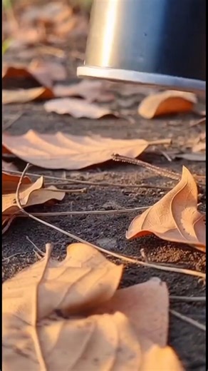 I Lost My Coin in Dry Leaves 🥺