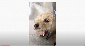 Drugs and supplements: Working together to manage veterinary pain  | dvm360