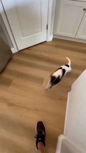 76K views · 1.2K reactions | So cute 殺殺 | Rat Terrier Lover’s & Owners | Facebook