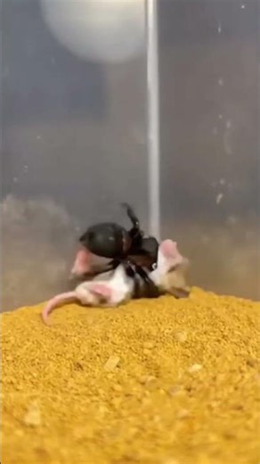 Spider vs Mouse⚡#shorts