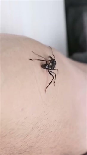 The most painful sting in the world comes from this.