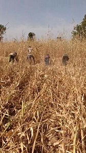 1M views · 9.2K reactions | Au champ ✅ | 퐖퐚퐬퐬퐨퐥퐨24 | Facebook