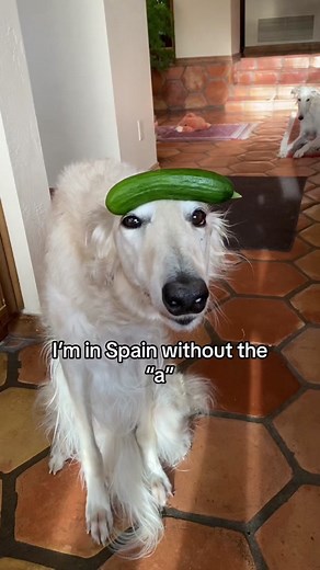 Borzoi Lemon Meme: Spin and Zoomies