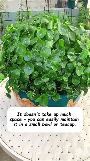 336K views · 3.1K reactions | Hi there!  Ever feel your space needs a little more “good energy”? Busy life, cluttered vibes… and your room just doesn’t feel inspiring? ✨ The Copper Fortune piece brings warmth, symbolic luck, and calming beauty to any corner.  Free ebook included – with feng shui-inspired tips! #gardening #gardenizi #mosquitoplants #containergarden #greengarden #plantlovers | Gardenizi | Facebook