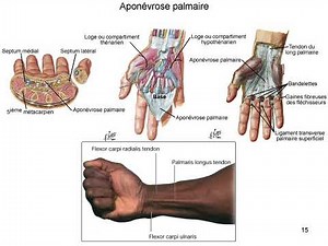 Anatomie du Poignet et de la Main : Muscles, Os et Structures Neurovasculaires