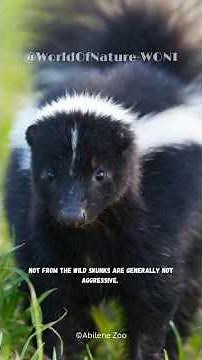 About The Stinky Animal That Sprays Odor?!