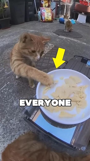 THIS MAN IS A HERO! 🤖🐈 #cat #hero #humanity #straycat #animalshorts #kindness #robot