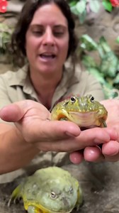 119K views · 2.3K reactions | Baby Pixie Frog and an Adult Pixie Frog朗 . . . #frog #pixie #cute #bite #hungry #jump #cutie #wow #awesome #funny #funnyvideos #beautiful #time #wow #wildlife #fbpost #animals #animallovers #life #fun #wild #AmaZing #video #moment #facebook #fb #post #cute | The Reptile Zoo | Facebook