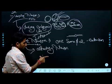 The Nerve System // Introduction // Part - IV / Axon //Types of Neuron