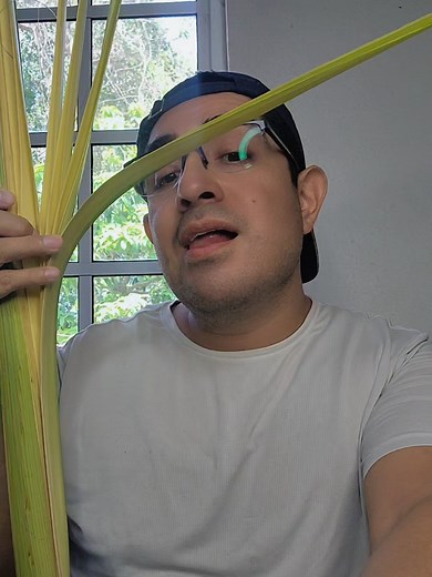 Tutorial: Tejer Panal de Palma Domingo de Ramos