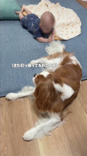 優しい愛犬です #キャバリア#癒し #可愛い #かわいい #赤ちゃんと犬