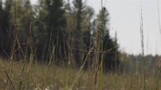 𝗪𝗶𝘀𝗰𝗼𝗻𝘀𝗶𝗻 𝗛𝗶𝘀𝘁𝗼𝗿𝘆 𝗖𝗲𝗻𝘁𝗲𝗿 𝘂𝗽𝗱𝗮𝘁𝗲: 𝘀𝘁𝗮𝘁𝗲𝘄𝗶𝗱𝗲 𝗳𝗶𝗹𝗺𝗶𝗻𝗴 𝗶𝘀 𝘂𝗻𝗱𝗲𝗿𝘄𝗮𝘆! As construction continues at the site of the new Wisconsin History Center, the team has been traveling the state to film the center’s large-scale media productions that will amplify the exhibition experiences. In September, the Wisconsin Historical Society partnered with the Lac Du Flambeau Band of Lake Superior Chippewa Indians to film manoomin (wild rice) harvesting with Lac du