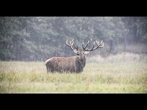 Tikros medžioklės - girių karalius (FILMAS)