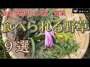 [9 Edible Wild Plants] Here are some wild plants found on the banks of the Tama River in summer.