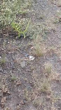 girgir colour change