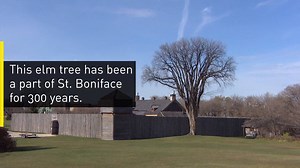 This St. Boniface tree has stood for nearly three centuries. Now, Dutch Elm disease is threatening to bring it down this piece of Winnipeg history. Read more: www.cbc.ca/1.3821109 | CBC Manitoba