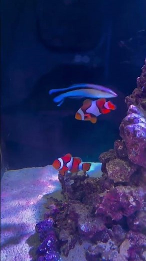 Percula Clownfish: Your Ultimate Care Guide for Nemo#trending #ytshorts #youtubeshorts #youtube #yt