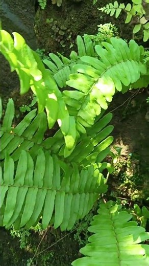 Boston Fern (Nephrolepis Exaltata)
