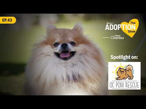 Tiny Dogs, Big Hearts | OC Pom Rescue | The Adoption Show Ep. 43