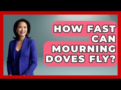 How Fast Can Mourning Doves Fly? - Bird Watching Diaries