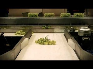 Processing and sorting line for Table Grapes - UNITEC