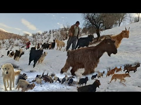 🐑❄️ Sheep in the snow and wind | Winter pasture in the mountains ❄️