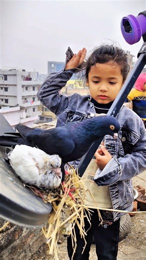 Kabutar Ka Baccha Gir Kar Mar Gaya 😭 #pigeons #reels #kabootarba #shorts #youtubeshorts #viral #vlog