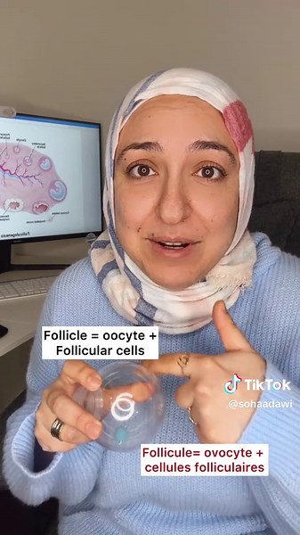 Germ Cells and Oocyte Development Explained