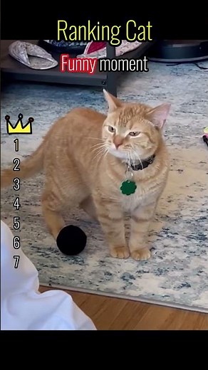 😹Funniest Cat Fails